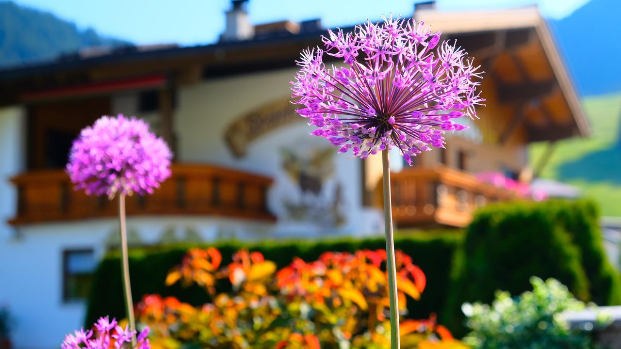 Blumen Blumen